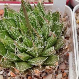 Haworthia arachnoidea x haw