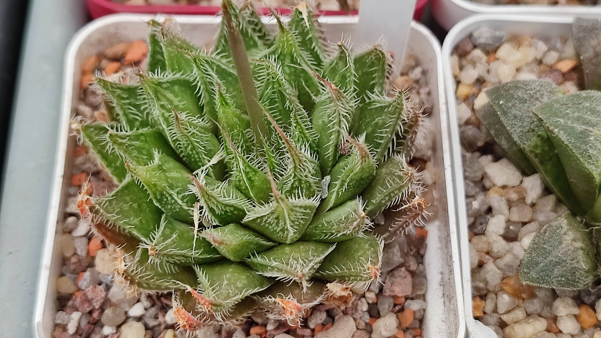 Haworthia arachnoidea x haw