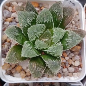 Haworthia selection