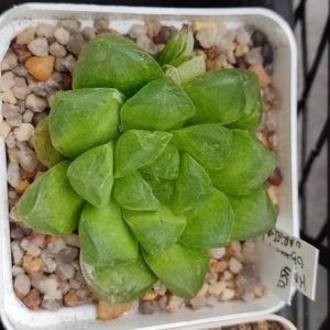 Haworthia obtusa variegata