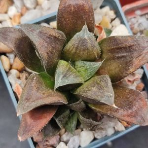 Haworthia chocolate