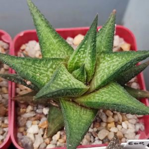 Haworthia Limifolia hybrid