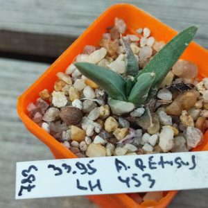 ariocarpus retusus lh453