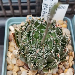 Haworthia isomorpha