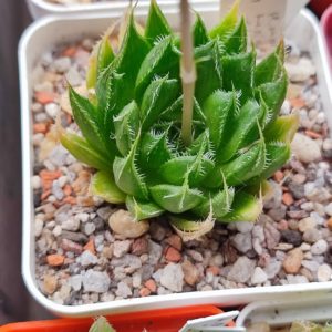 Haworthia arachnoidea hybrid