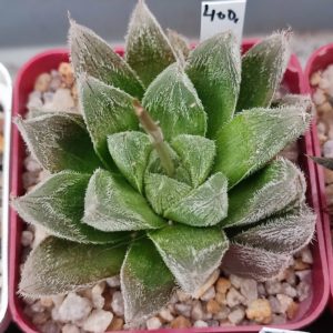Haworthia Cooperi venusta x haw