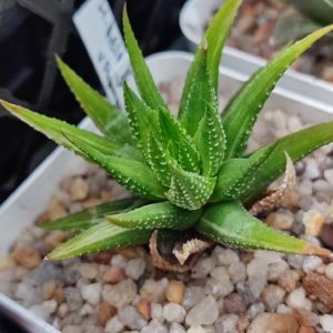 Haworthia reinwardtii variegata