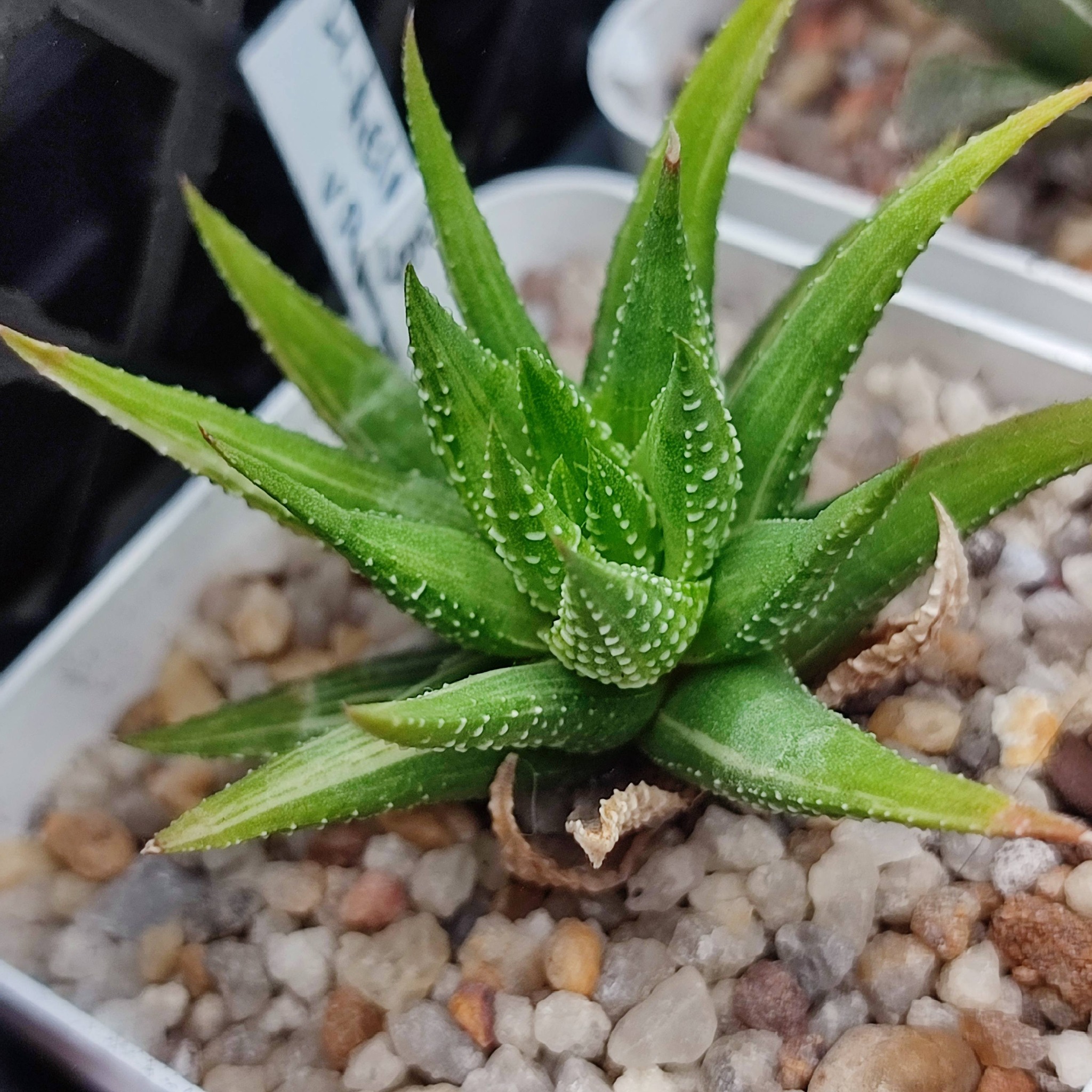 Haworthia reinwardtii variegata