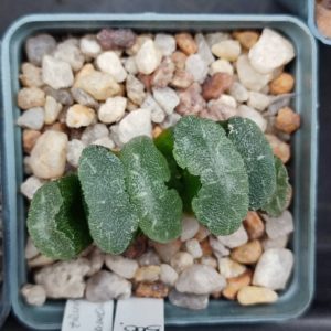 Haworthia truncata CV Mammoth