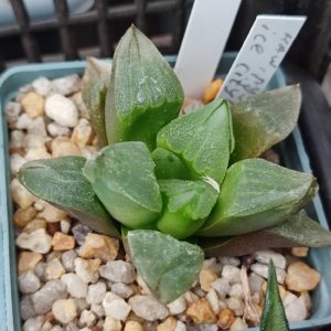 Haworthia Ice City
