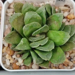 Haworthia truncata hybrid