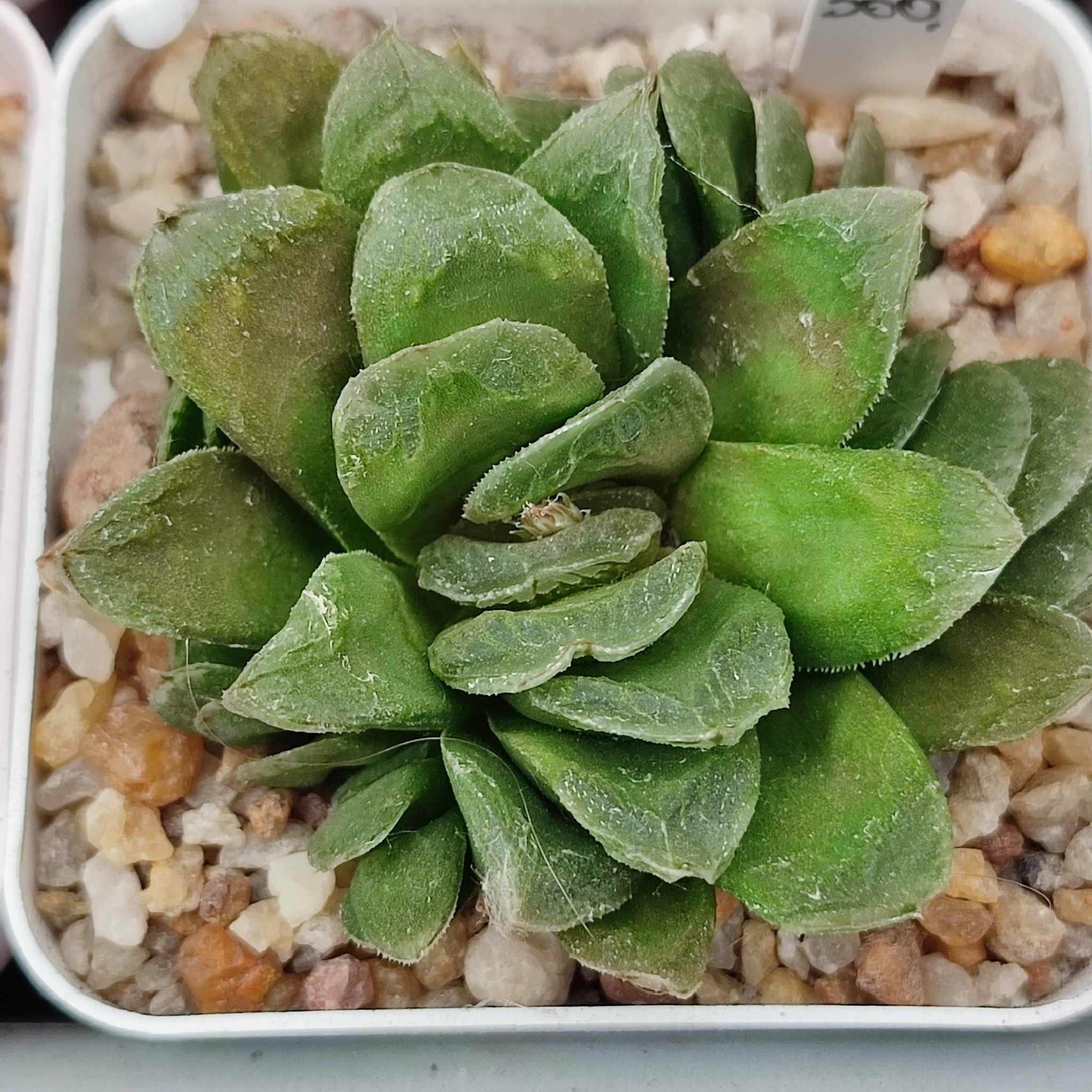Haworthia truncata hybrid