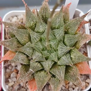Haworthia emelyae X haw