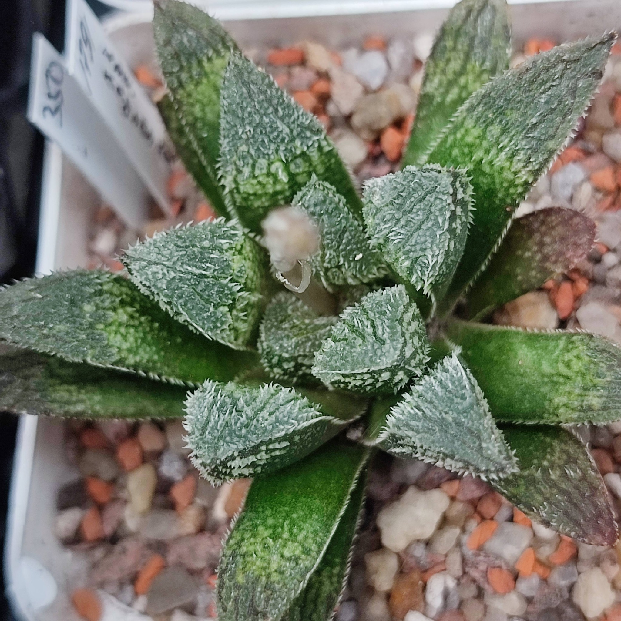 Haworthia kegazato X haw