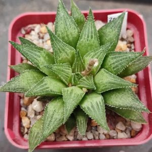 Haworthia hybrid
