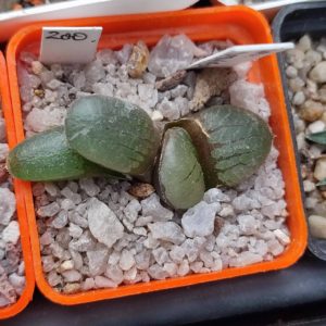 haworthia springbokvlakensis