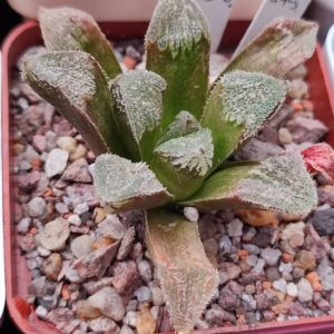 Haworthia selection