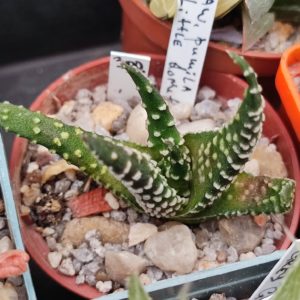 Haworthia Little Donuts