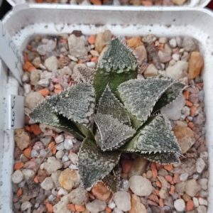 Haworthia selection (white typ)
