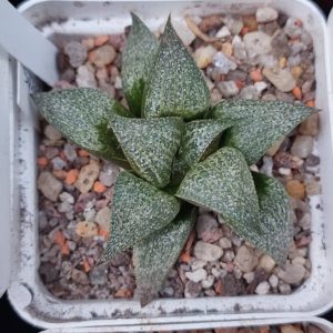 Haworthia splendens