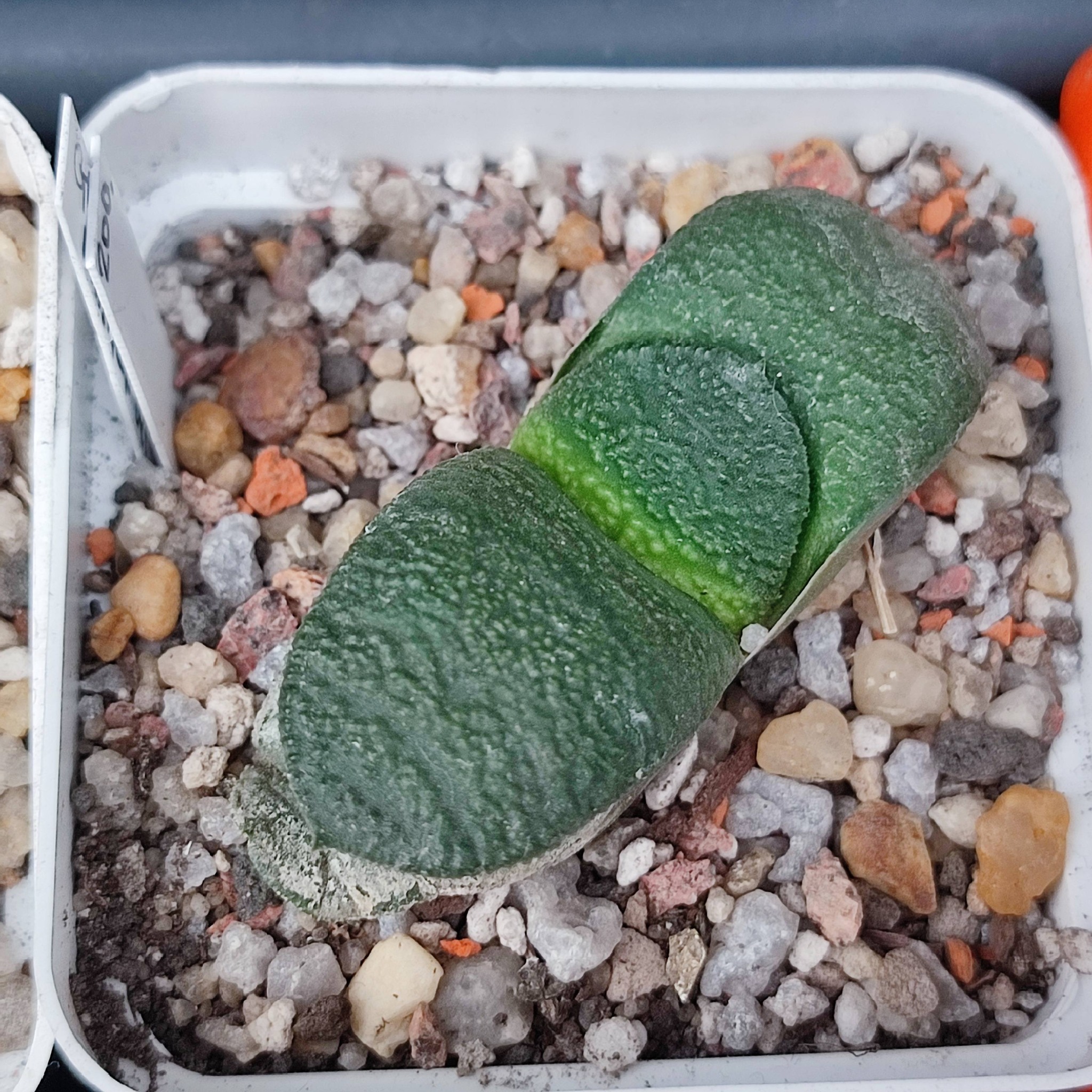 Gasteria amstrongii Japan