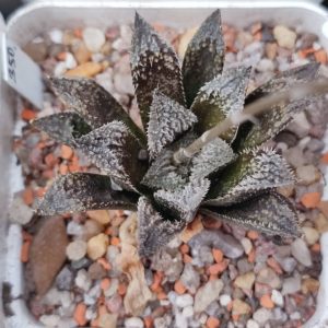 Haworthia selection