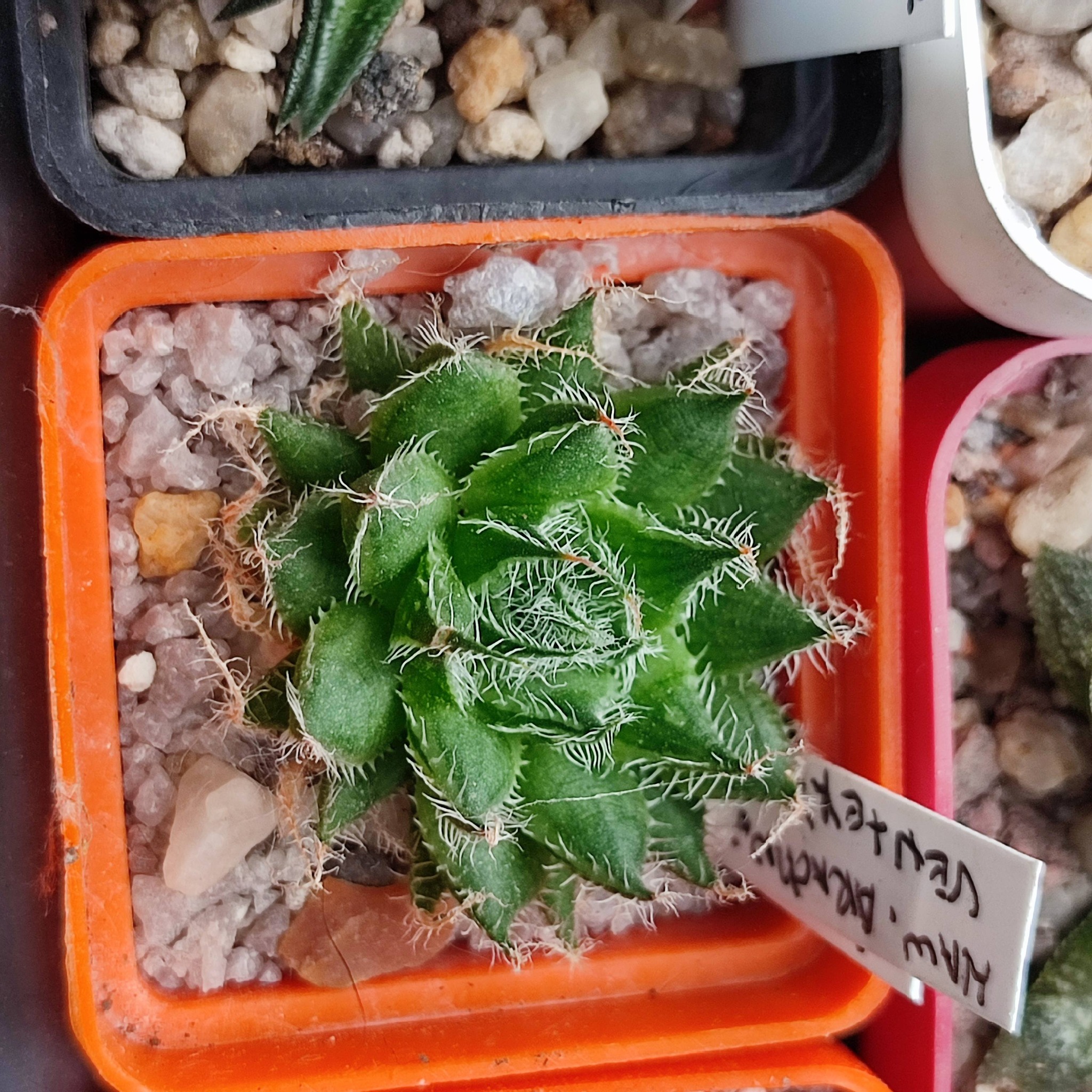 Haworthia Arachnoidea venteri