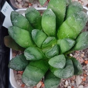 Haworthia maughanii hybrid