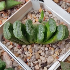 Haworthia truncata selection