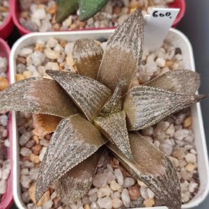 Haworthia magnífica splendens