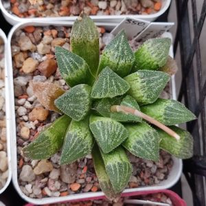 Haworthia kegazato X pygmaea X haw