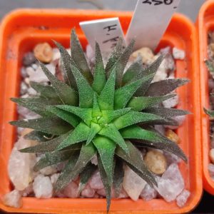 Haworthia parksiana