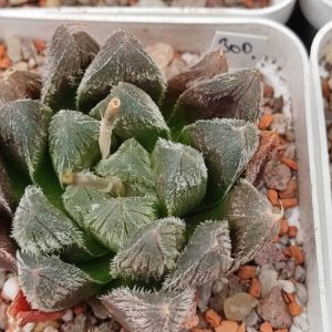 Haworthia chocolate X Cooperi venusta x haw
