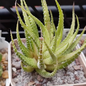 Haworthia attenuata White Bird