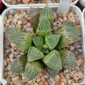 Haworthia kegazato x pygmaea x haw