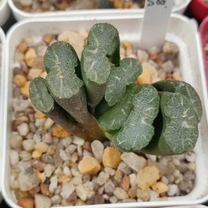 Haworthia truncata selection