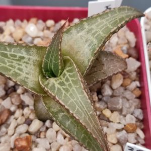 Haworthia tessellata ПАР