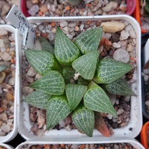 Haworthia comptoniana S23