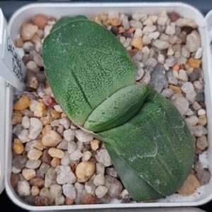 Gasteria amstrongii Japan