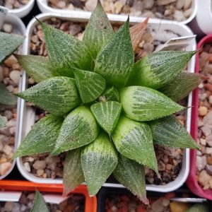 Haworthia emelyae hybrid
