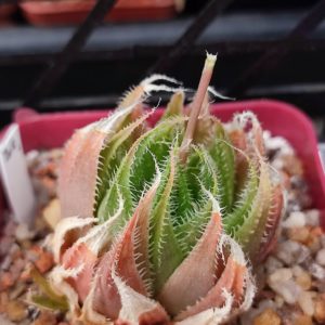 Haworthia SP