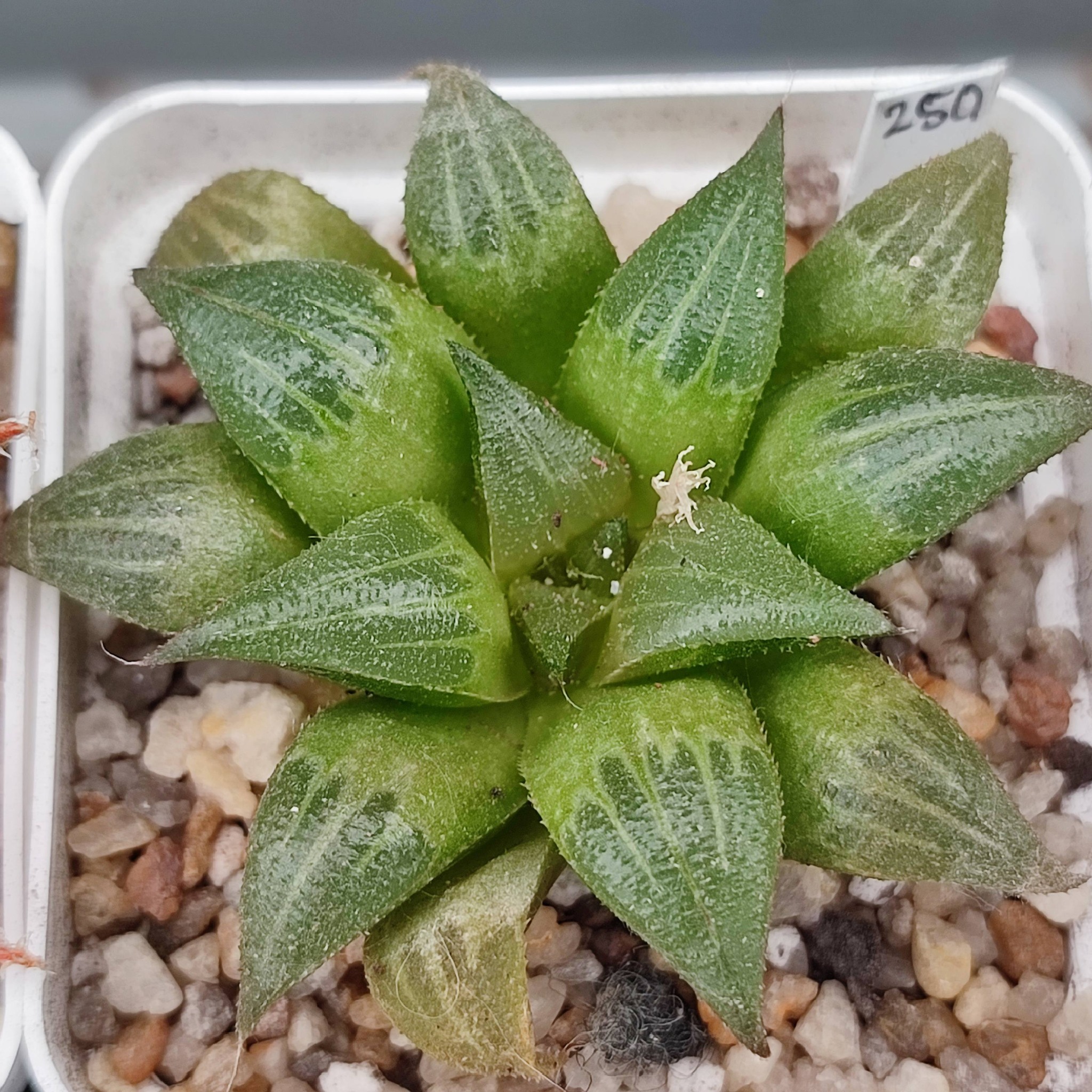 Haworthia retusa X haw