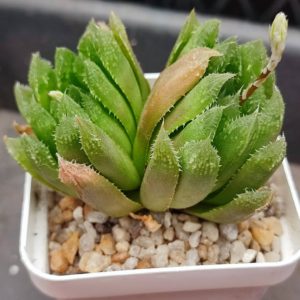 Haworthia hybrid