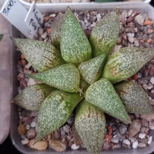 haworthia picta