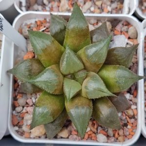 Haworthia mirabilis Mundula