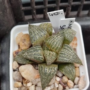 Haworthia magnífica splendens
