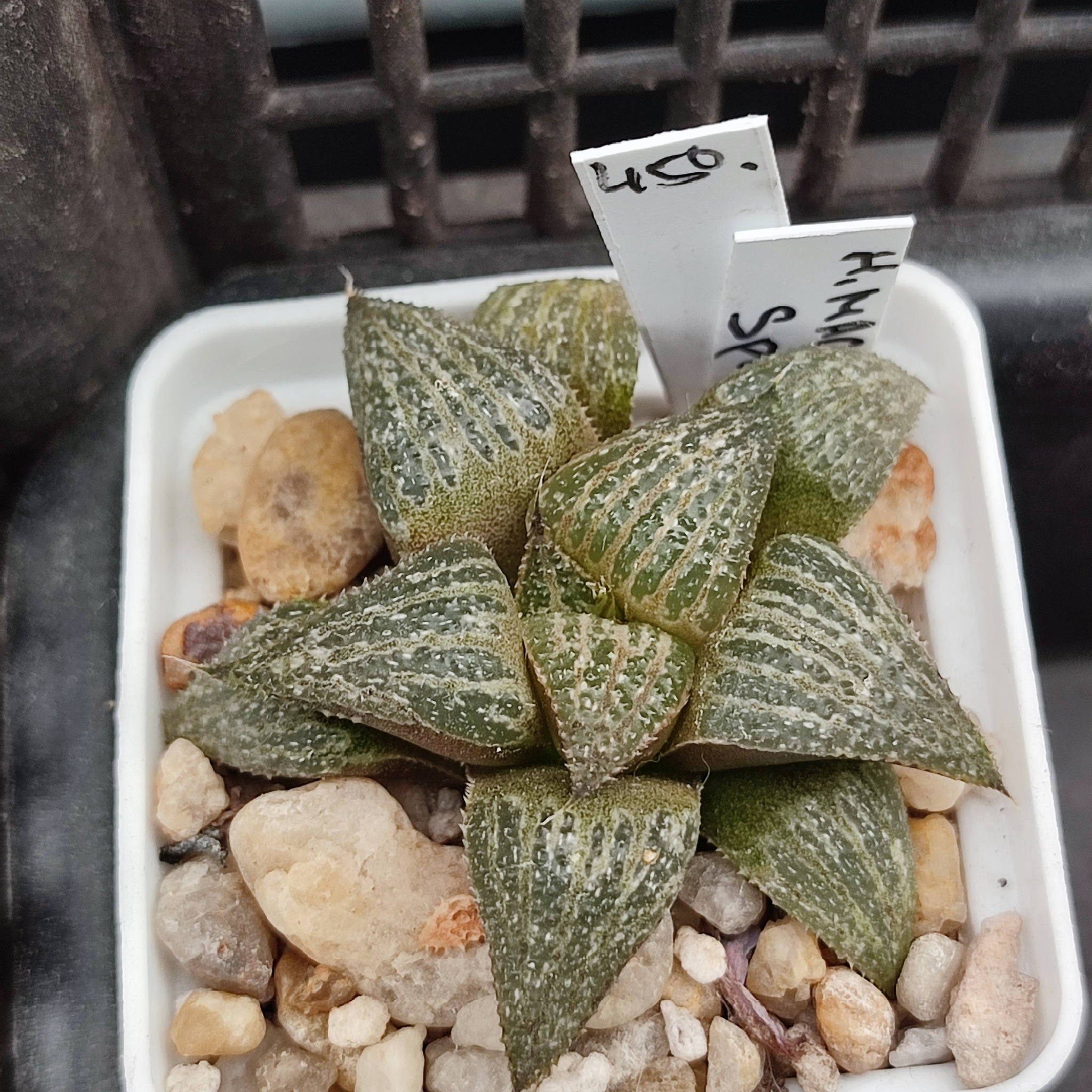 Haworthia magnífica splendens