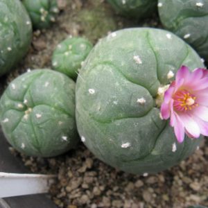 Lophophora jordaniana v caespitosa cl3 #1