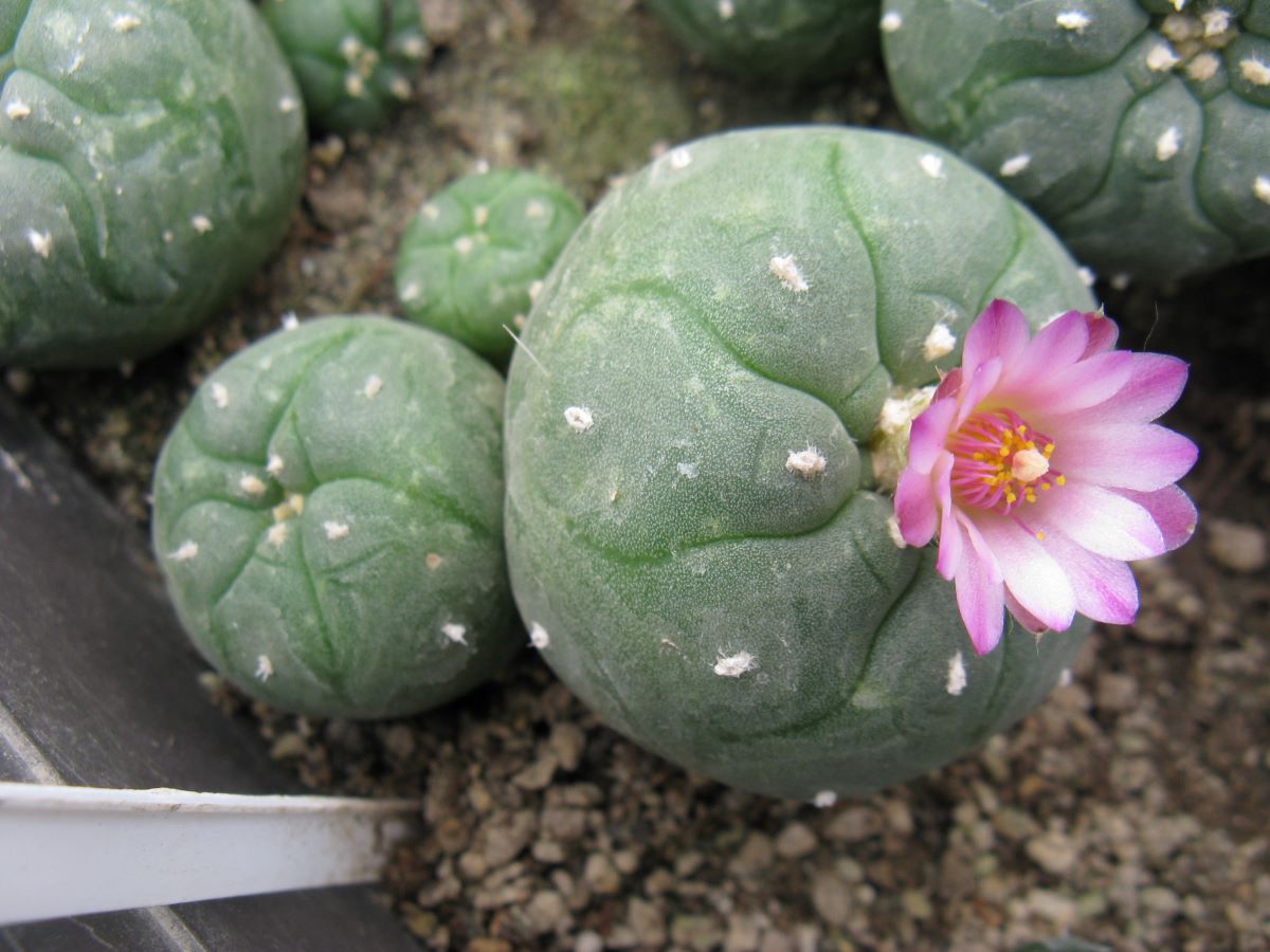 Lophophora jordaniana v caespitosa cl3 #1