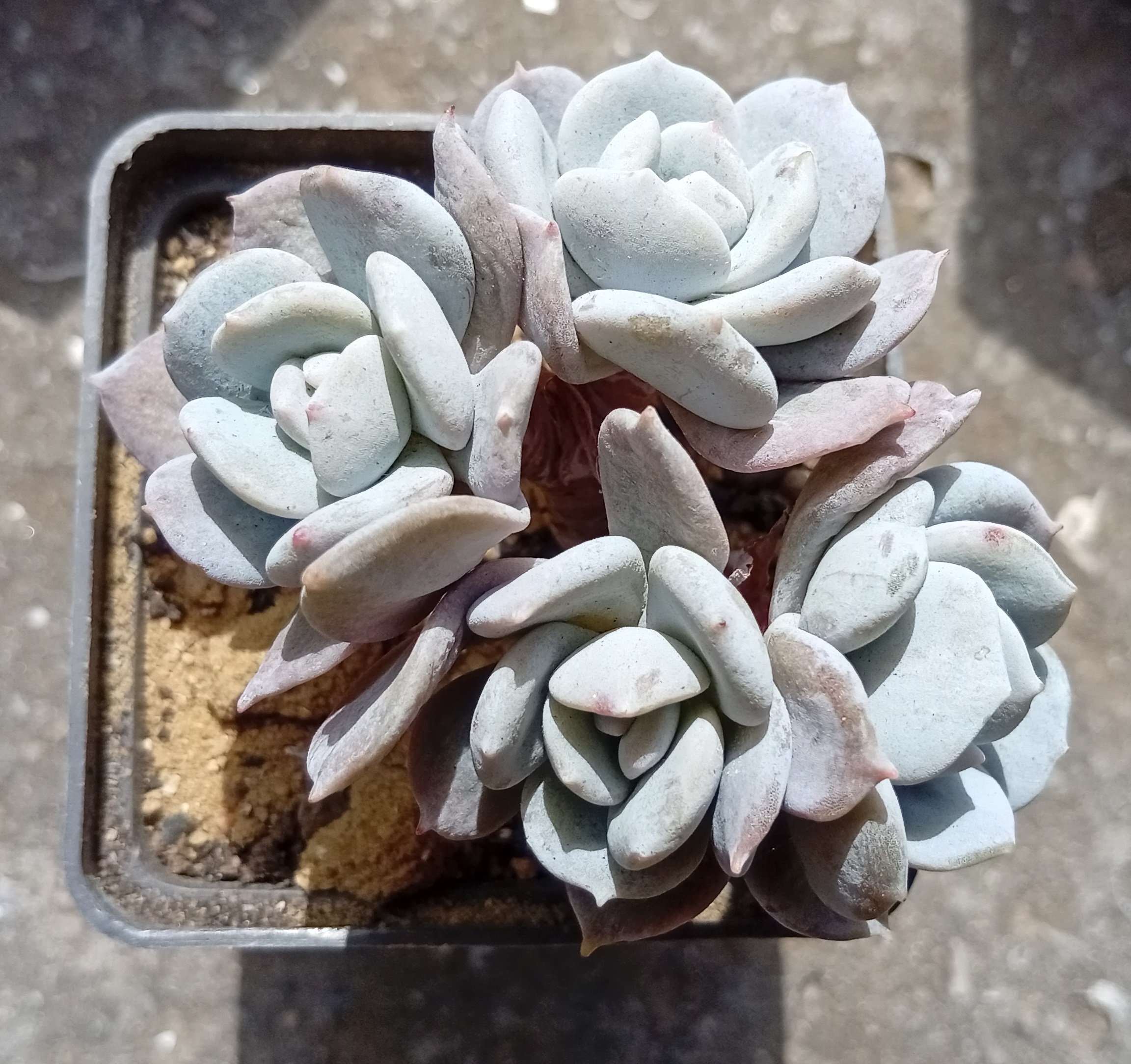 Echeveria Exotica